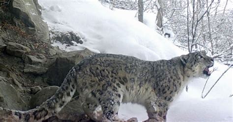 this snow leopard was in news recently